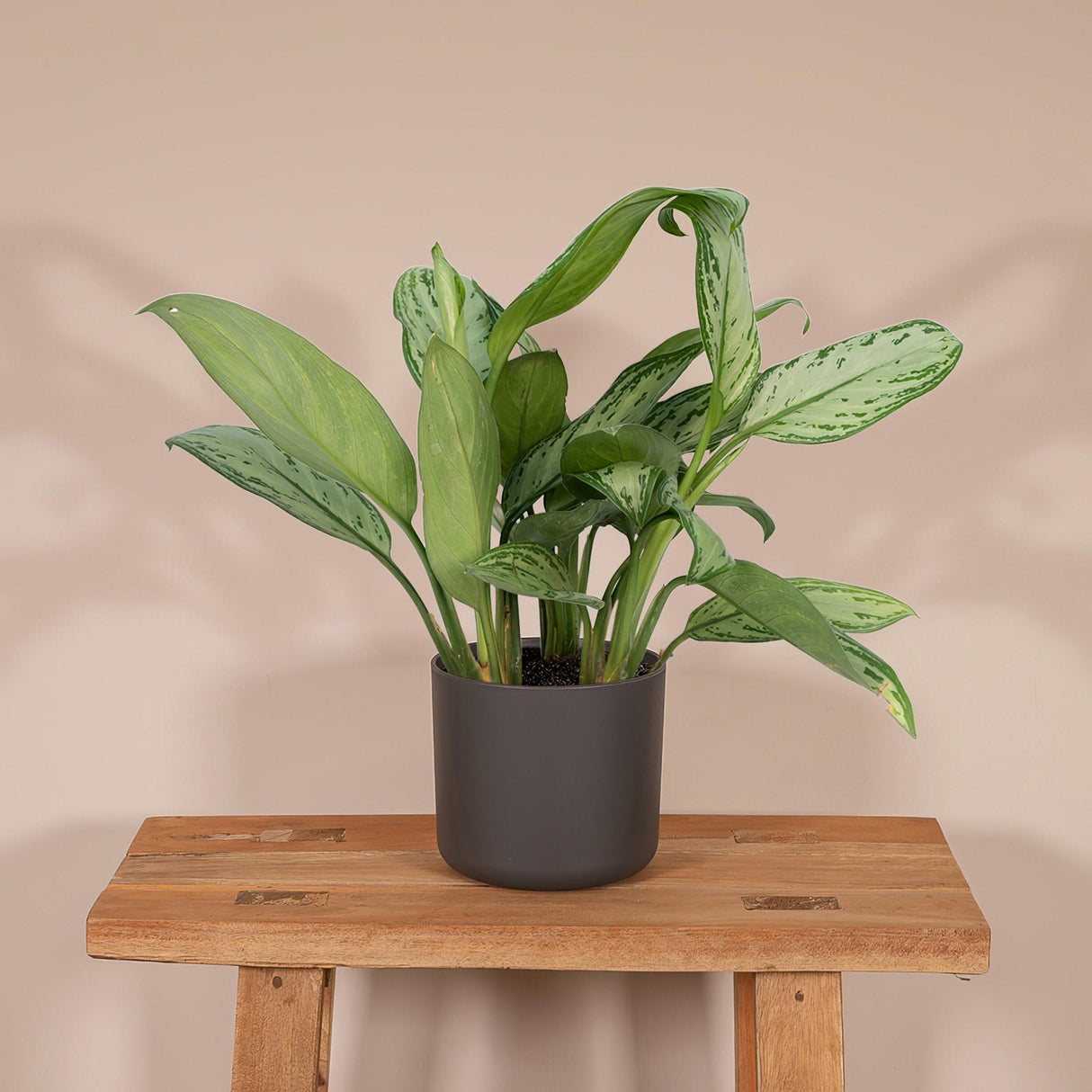 Livraison plante Aglaonema Christina h30cm