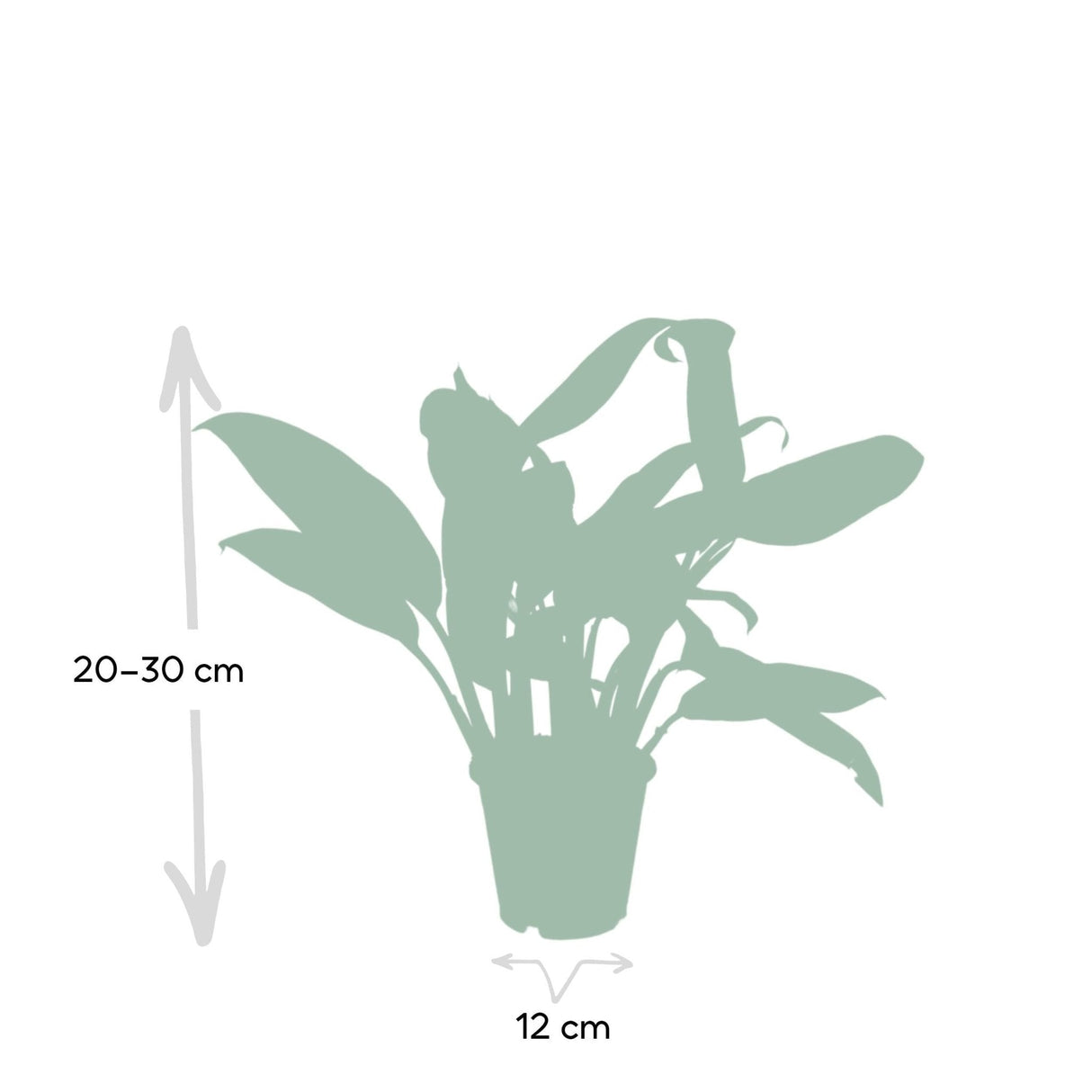 Livraison plante Aglaonema Christina h30cm