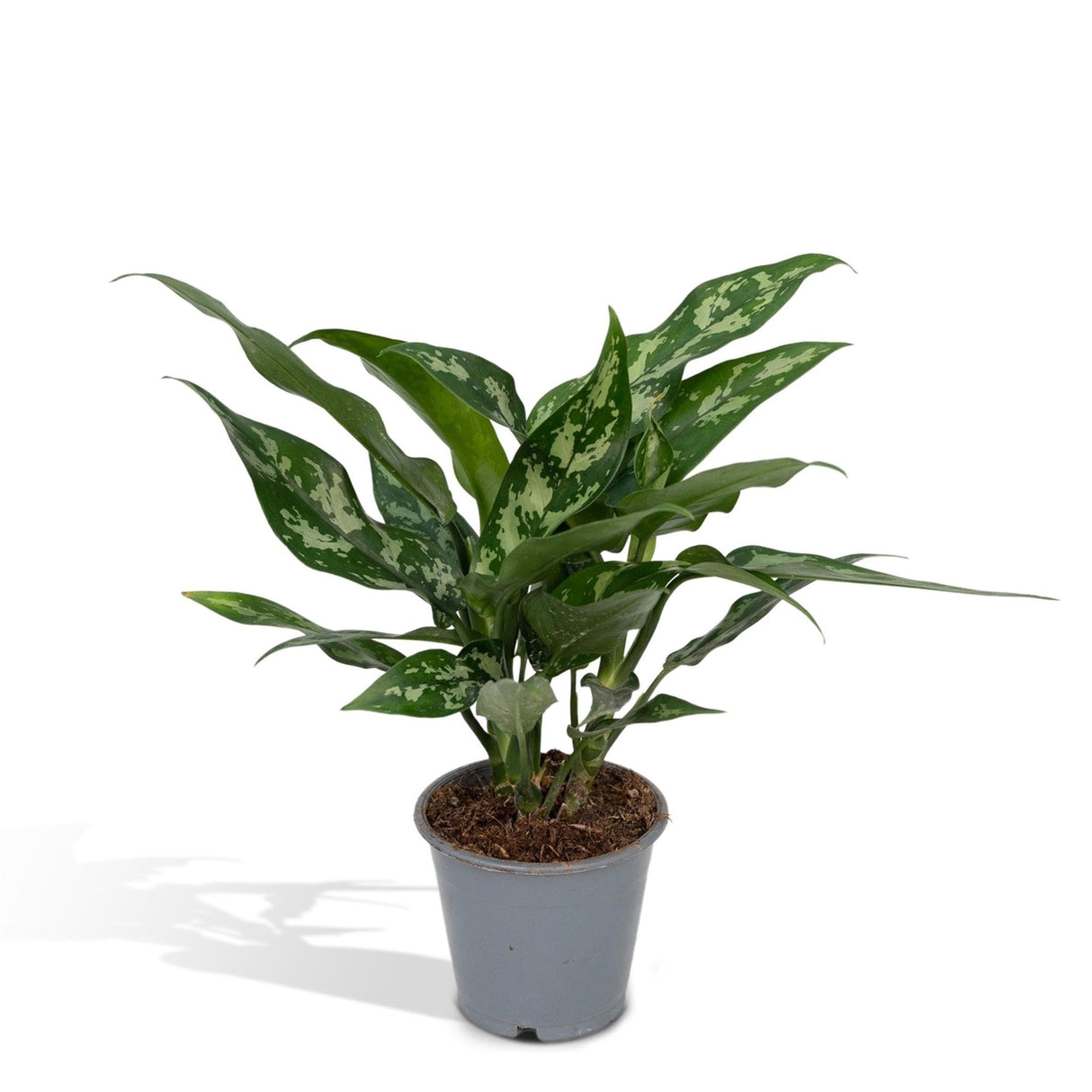 Livraison plante Aglaonema Maria h50cm