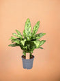 Livraison plante Aglaonema Romeo