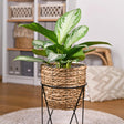 Livraison plante Aglaonema Silver Bay – Lot de 1
