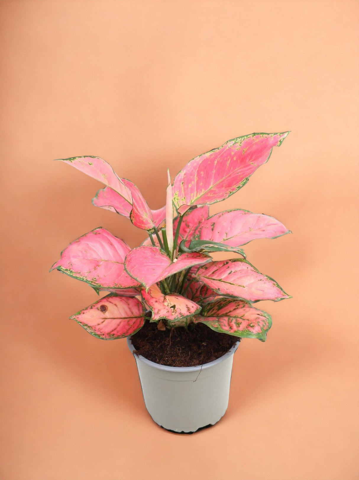 Livraison plante Aglaonema Sun Star