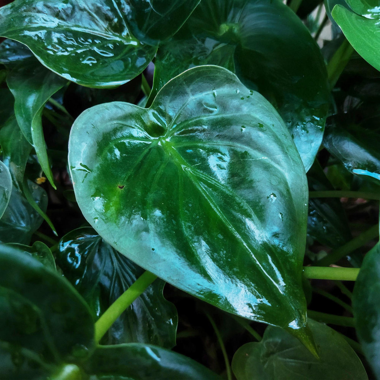 Livraison plante Alocasia Cucullata