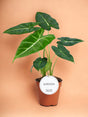 Livraison plante Alocasia Frydek