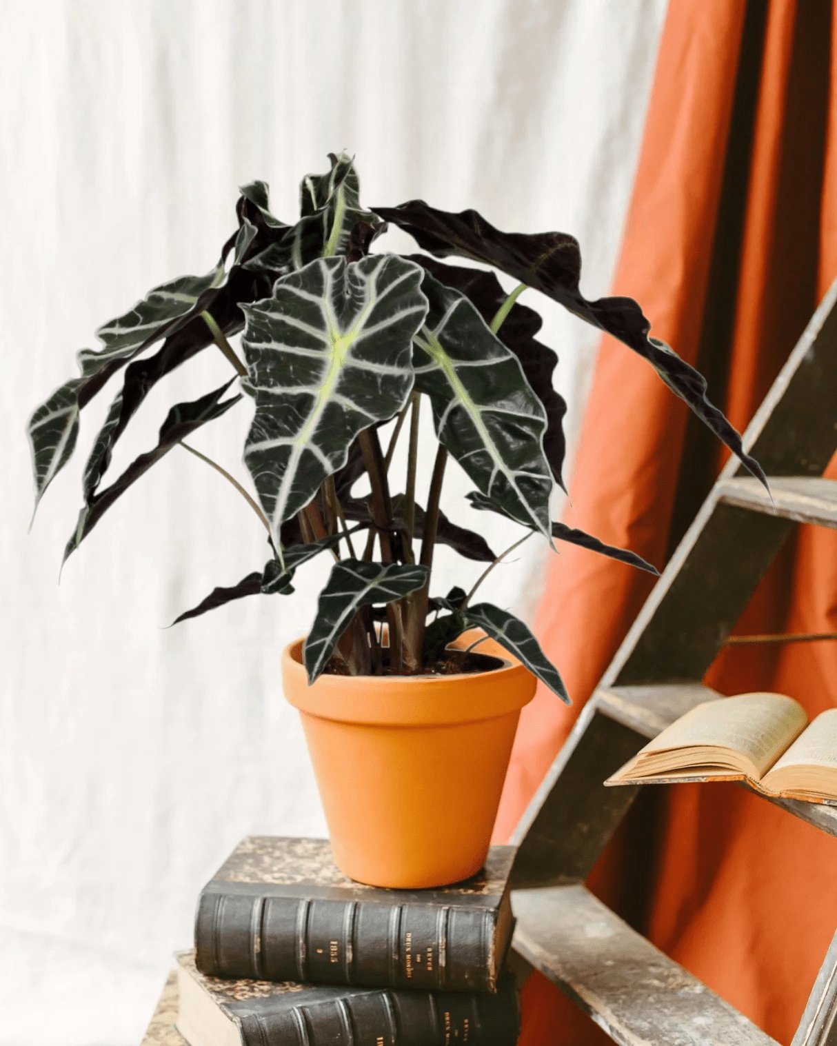 Livraison plante Alocasia Polly h45cm