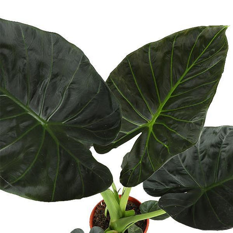 Livraison plante Alocasia Regal Shield et son pot