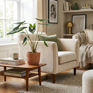 Livraison plante Alocasia Zebrina