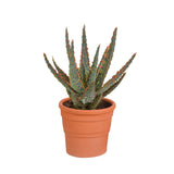 Livraison plante Aloe Zebrina