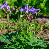 Livraison plante Ancolie commune vilgaris
