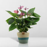 Livraison plante Anthurium andreanum Baby Purple + Pot