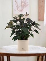 Livraison plante Anthurium andreanum Black Love et son pot