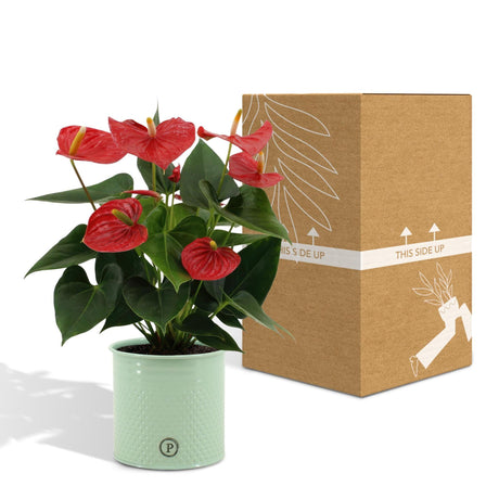 Livraison plante Anthurium andreanum Esudo + Pot