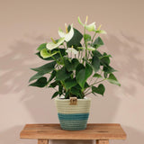 Livraison plante Anthurium andreanum Namora + Panier