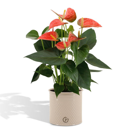 Livraison plante Anthurium andreanum Prince of Orange incl. PURE zink - 45cm - Ø12