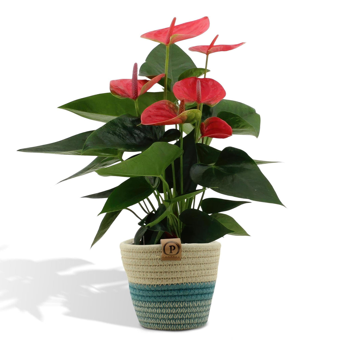 Livraison plante Anthurium andreanum Sweet Dream + Panier