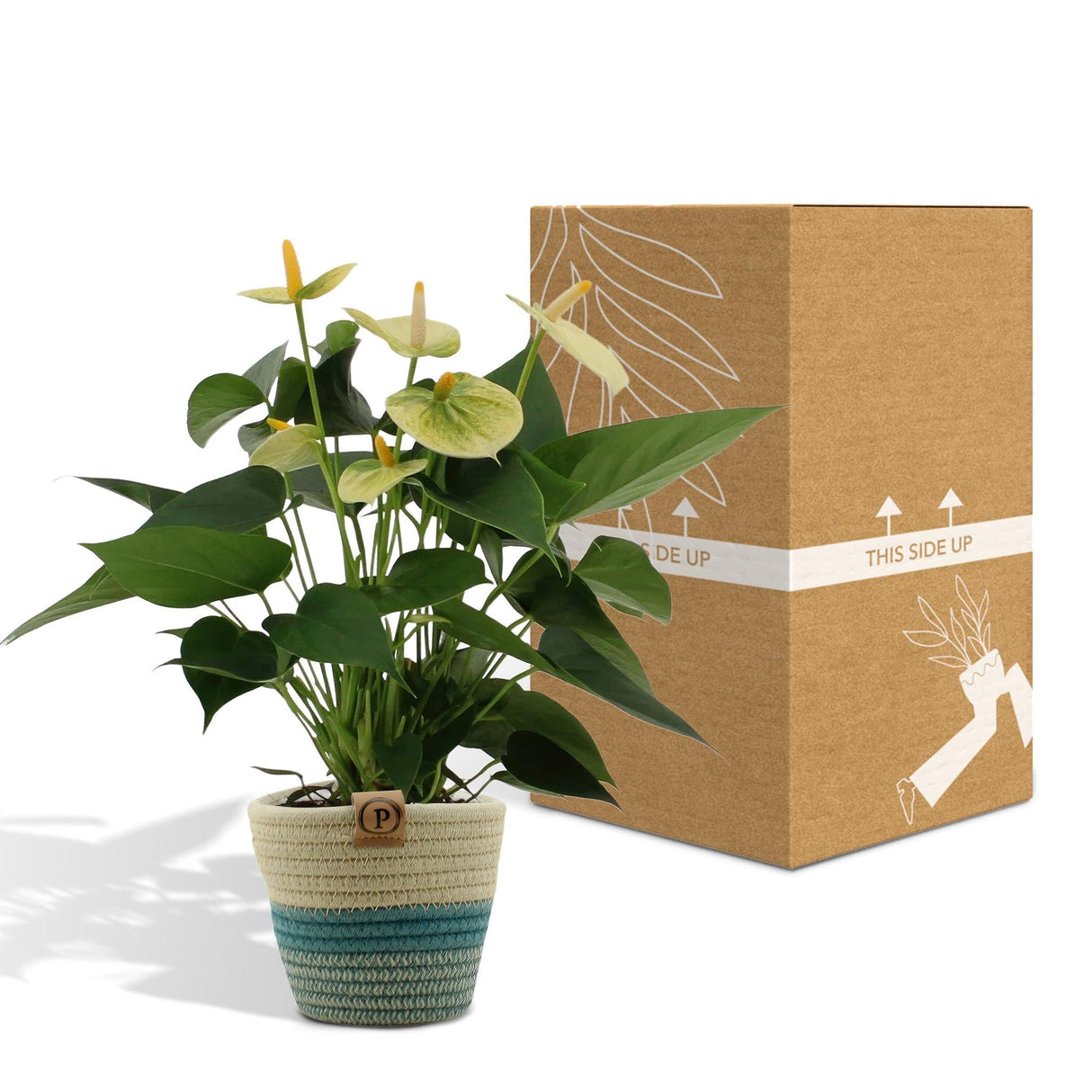 Livraison plante Anthurium andreanum Vanilla + Panier