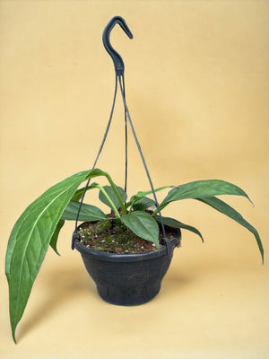 Livraison plante Anthurium Big Bill