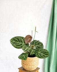 Anthurium Crystallium Hybride Compact