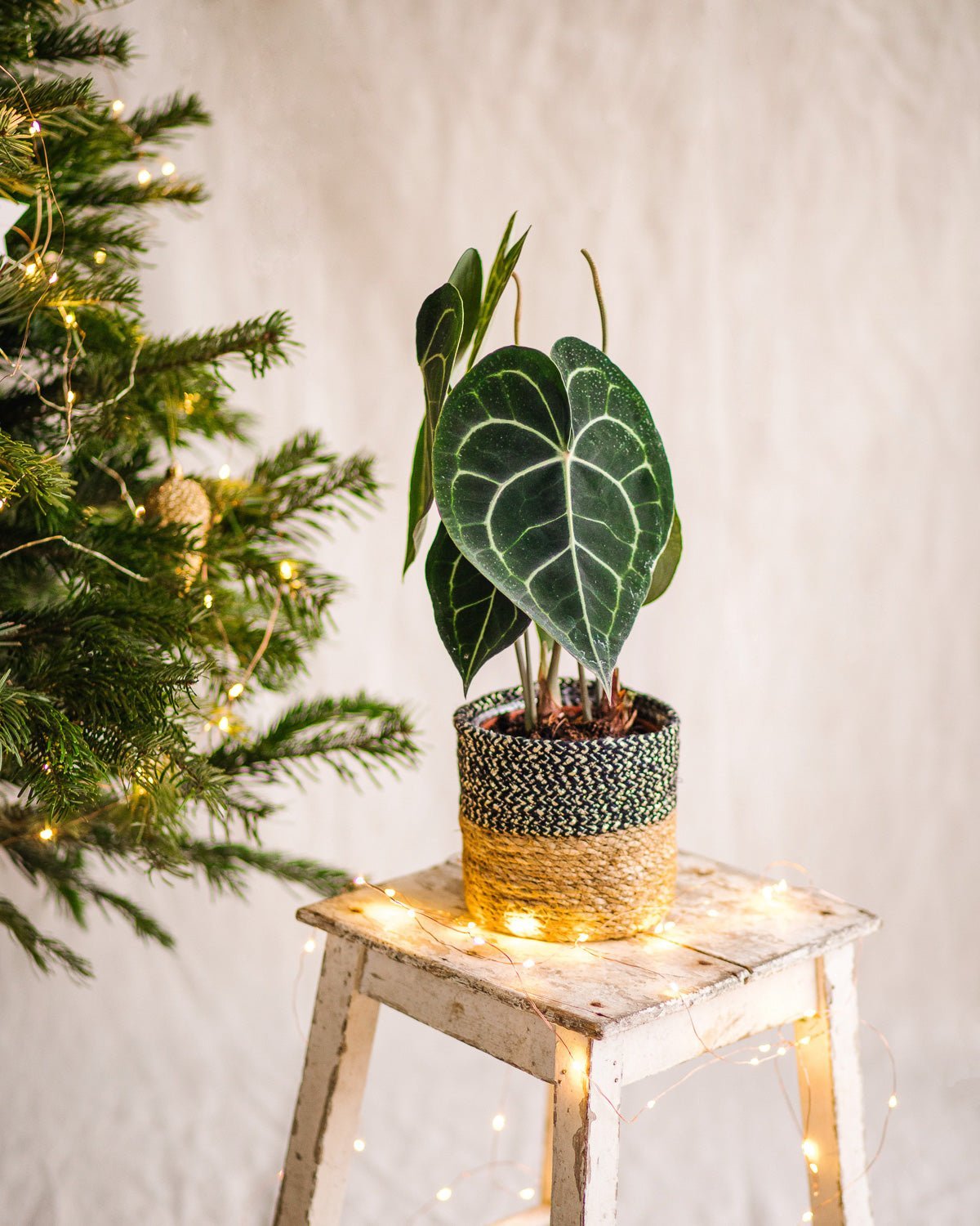 Livraison plante Anthurium de Noel