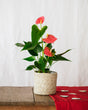 Livraison plante Anthurium Rouge