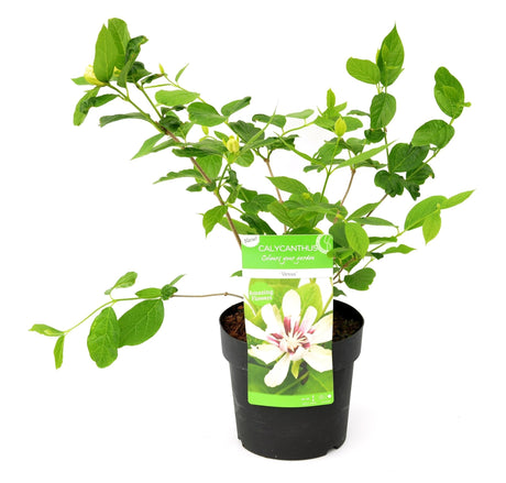 Livraison plante Arbre aux anémones - ↨30cm - Ø19cm - plante d'extérieur fleurie