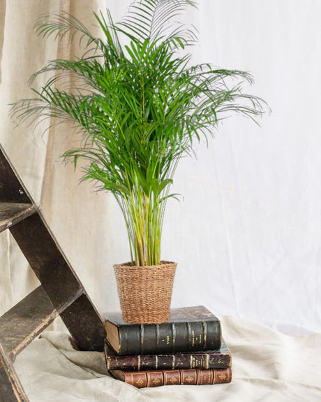Livraison plante Areca Palm XL et son pot