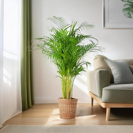 Livraison plante Areca Palm XL et son pot