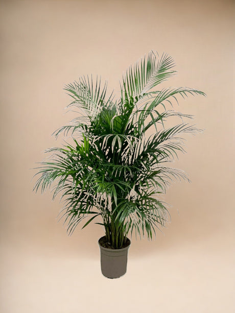 Livraison plante Areca Palmier