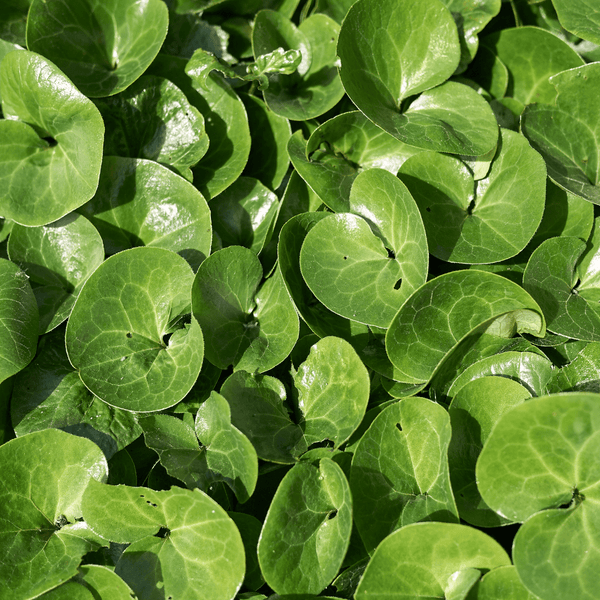 Livraison plante Asaret