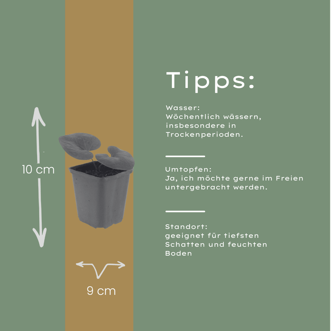 Livraison plante Asaret