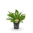 Livraison plante Asplenium 'Campio'