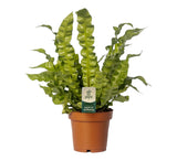 Livraison plante Asplenium Crispy Wave