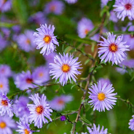 Livraison plante Aster frikarti