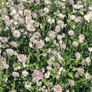Livraison plante Astrance major