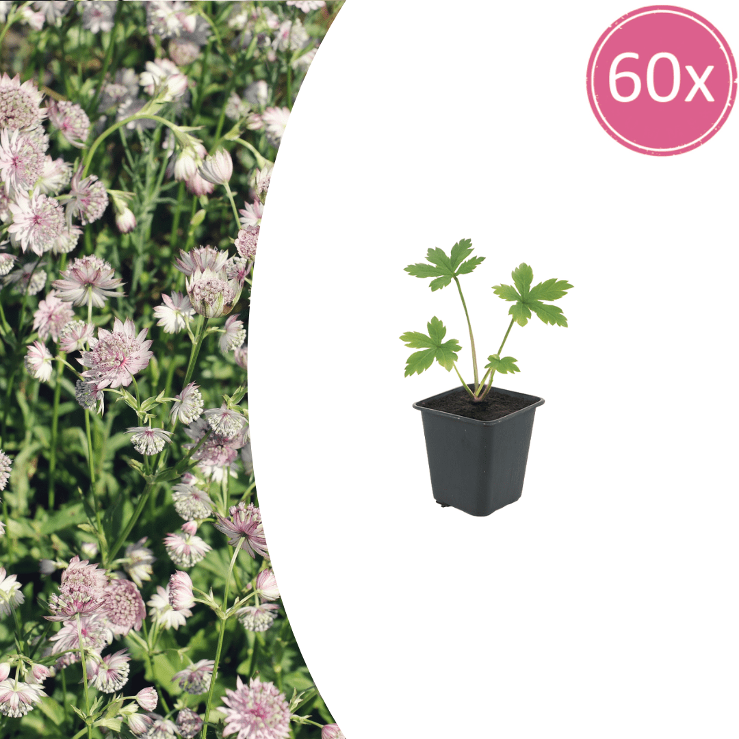 Livraison plante Astrance major
