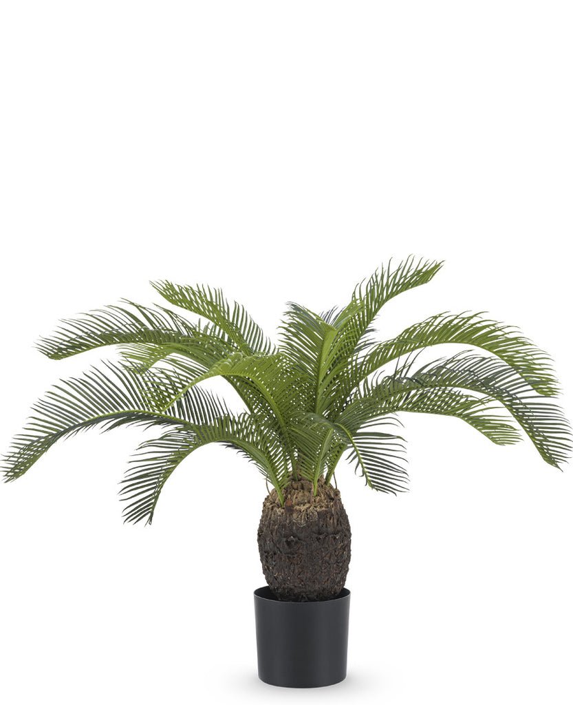 Livraison plante Baby Cycas - Palmier artificiel