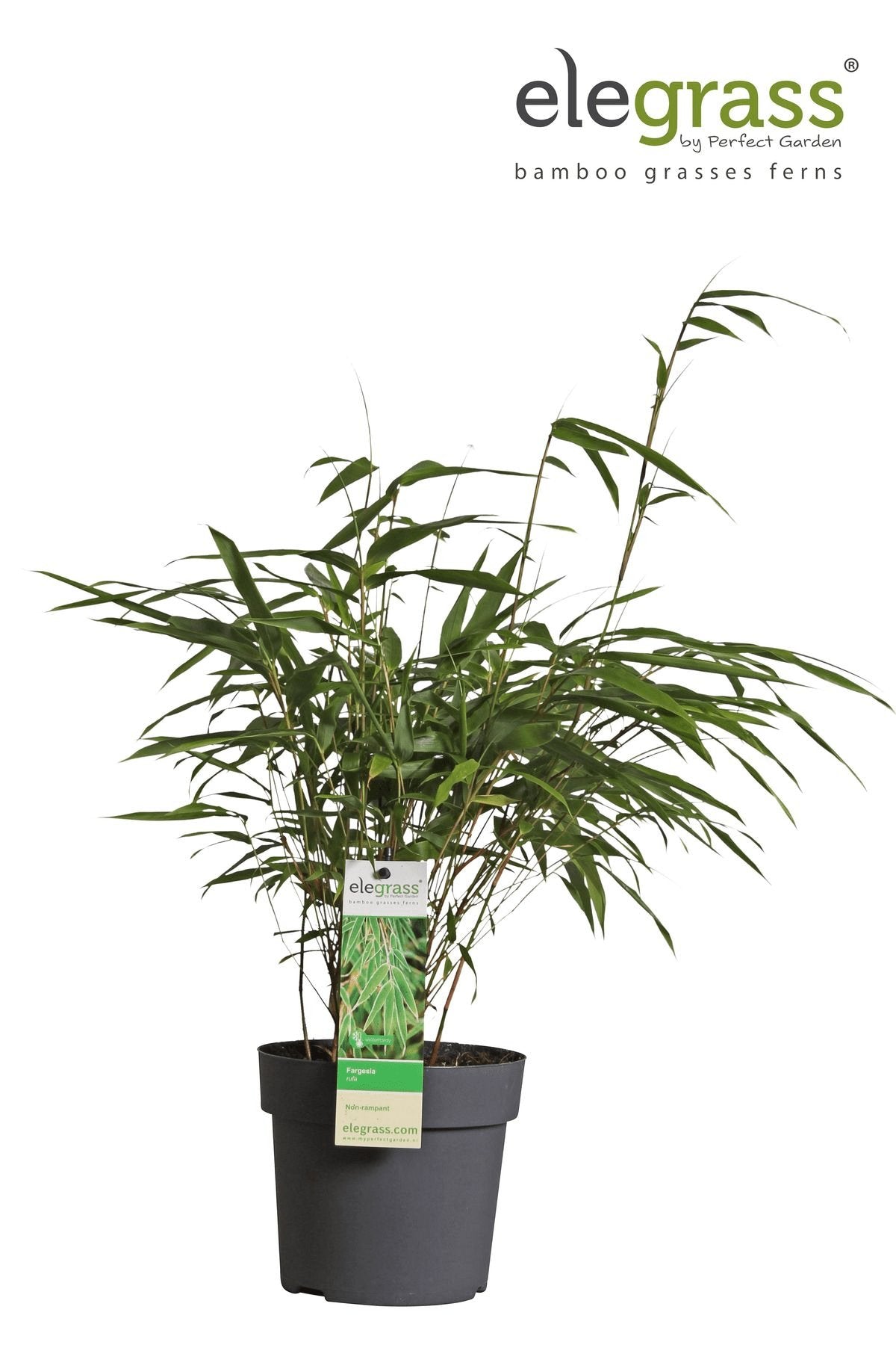 Livraison plante Bambou - Fargesia Rufa - ↨40cm - Ø14 - plante d'extérieur