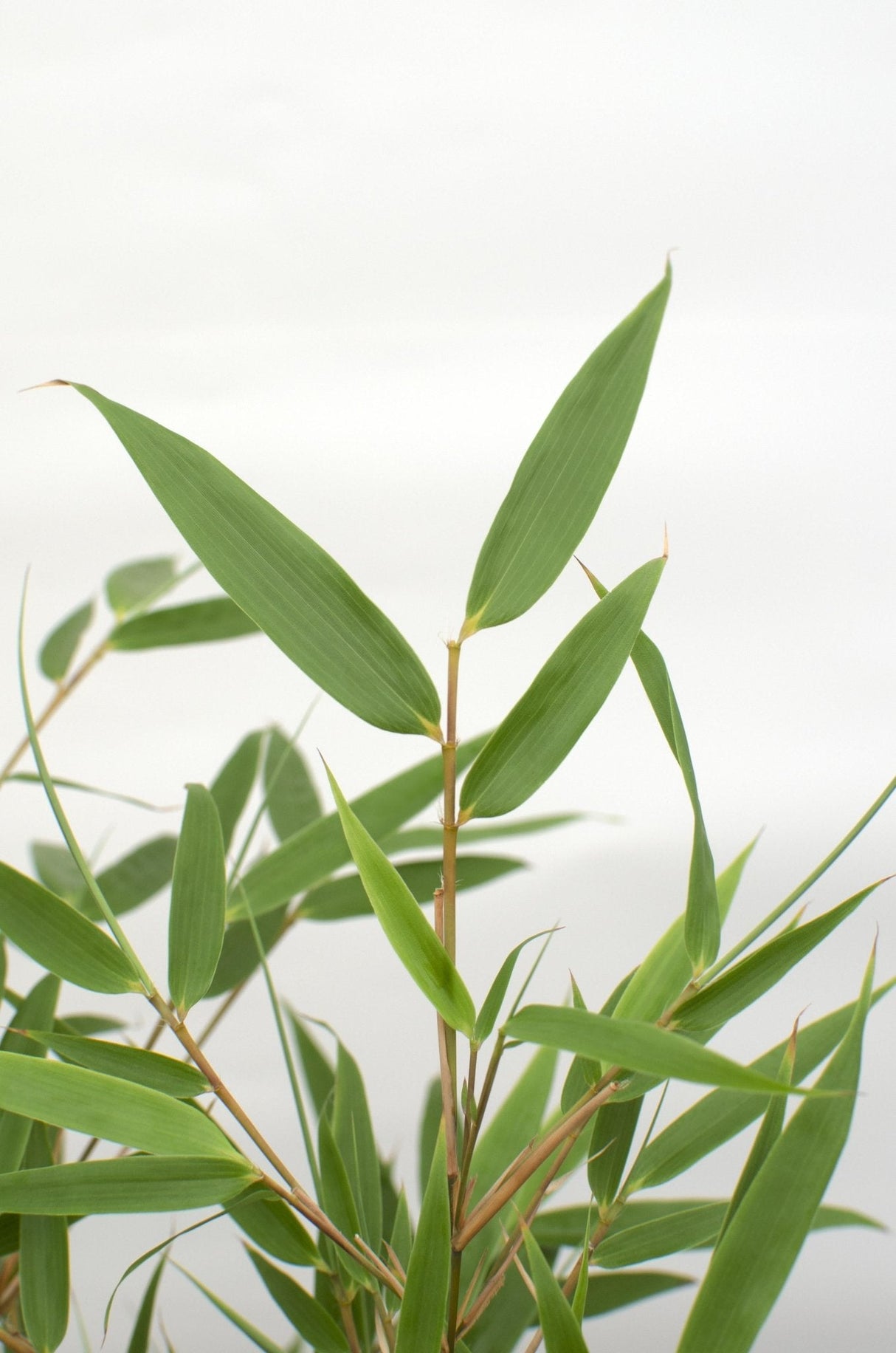 Livraison plante Bambou Fargesia Rufa - ↨80cm - Ø23 - plante d'extérieur