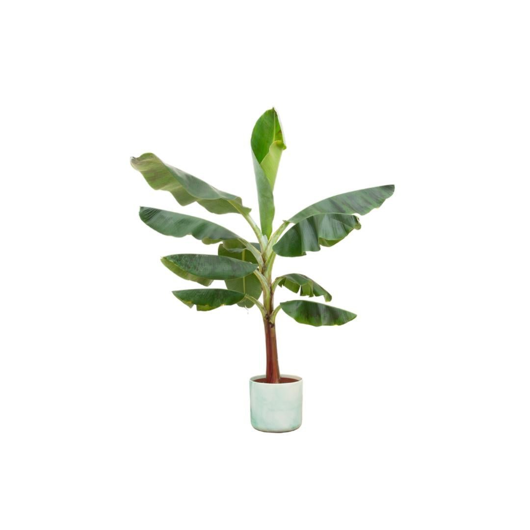 Livraison plante Bananier Musa 120cm et son pot