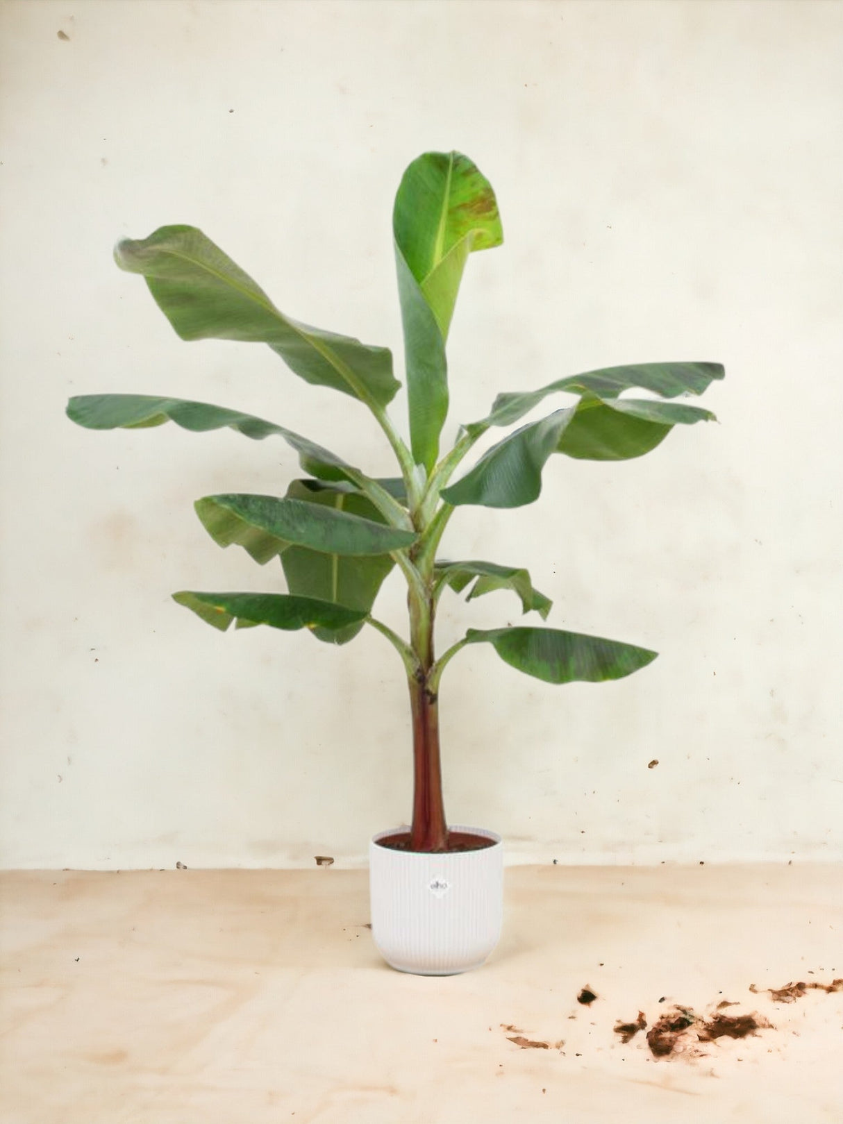 Livraison plante Bananier Musa 120cm et son pot