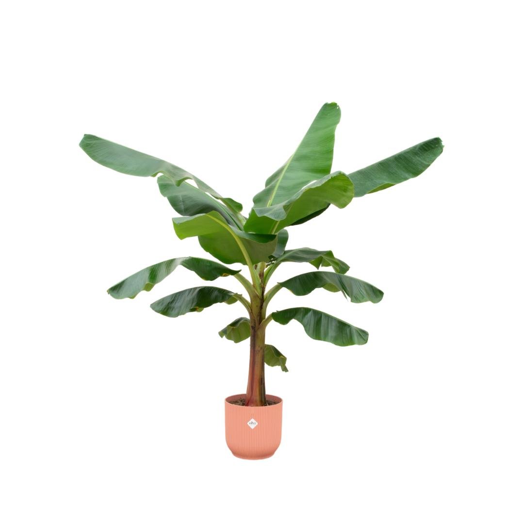 Livraison plante Bananier Musa 150cm et son pot