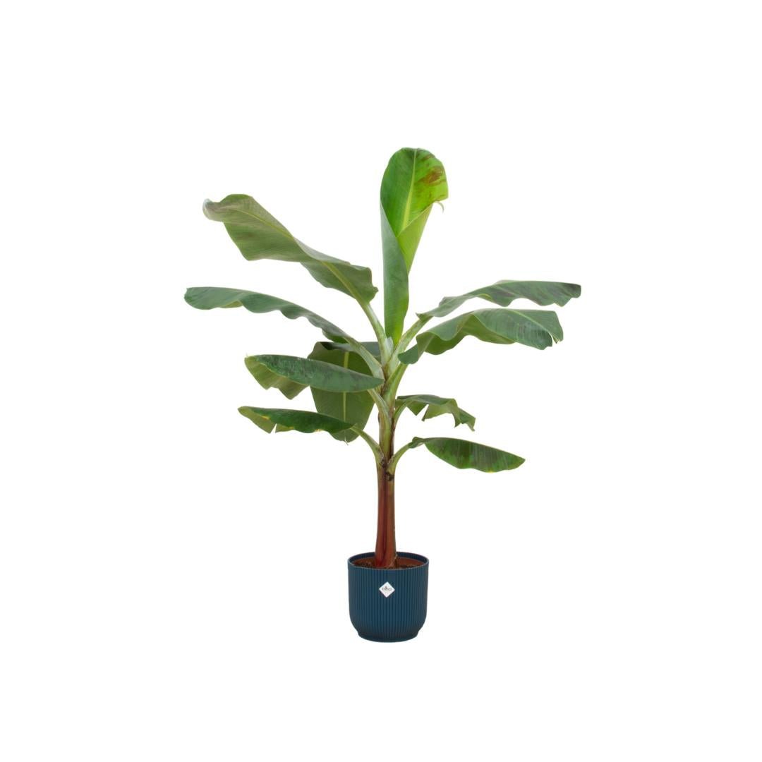 Livraison plante Bananier Musa et son pot elho bleu Ø22 - 120 cm