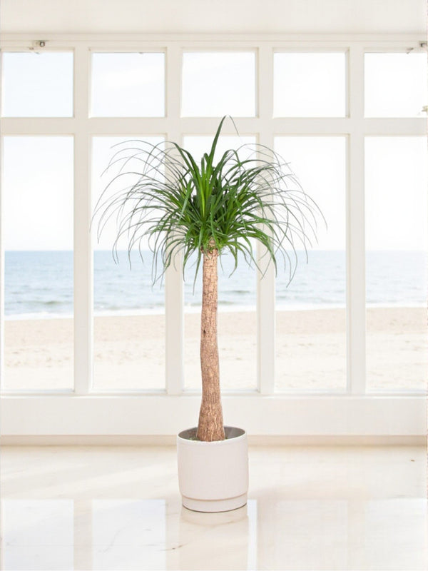 Livraison plante Beaucarnea