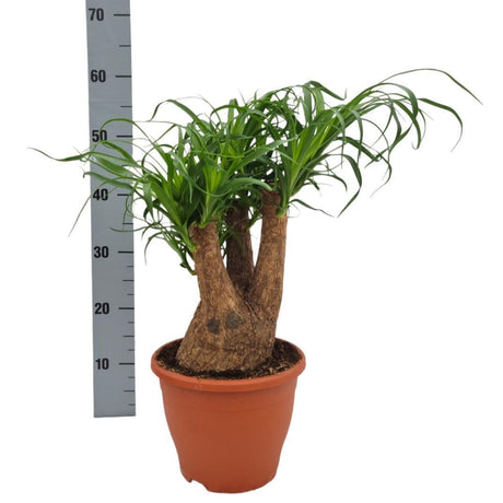 Livraison plante Beaucarnea Nolina