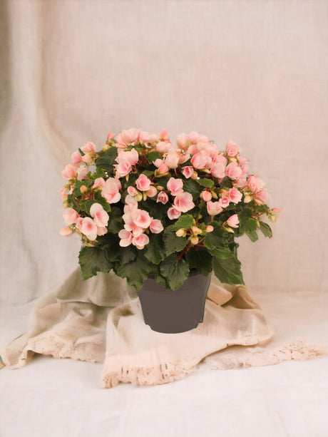 Livraison plante Begonia rose pâle d19cm h35cm