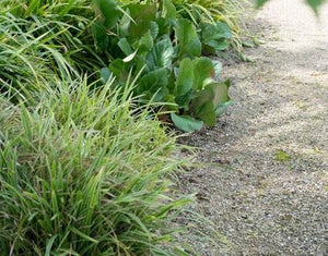 Livraison plante Bergenia à feuilles en cœur 'Herbstblüte'