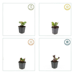 Livraison plante Bergenia à feuilles en cœur 'Herbstblüte'