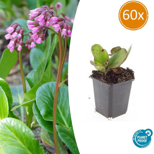 Livraison plante Bergenia à feuilles en cœur 'Herbstblüte'