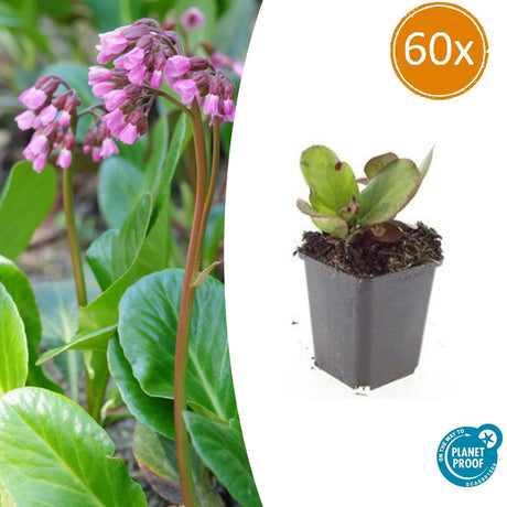 Livraison plante Bergenia à feuilles en cœur 'Herbstblüte'