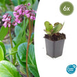 Livraison plante Bergenia à feuilles en cœur 'Herbstblüte'